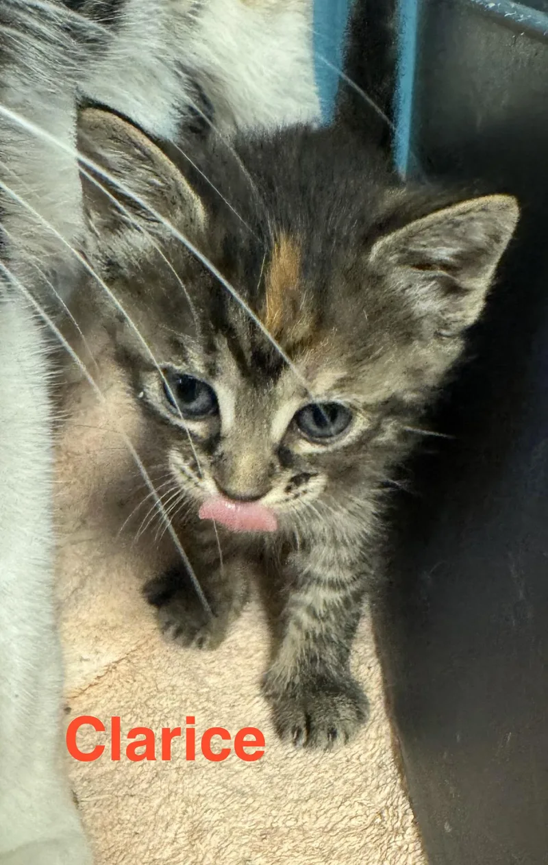 A baby small-sized female Tabby (Gray / Blue / Silver) Tabby cat named Clarice for adoption in Shrewsbury, MA