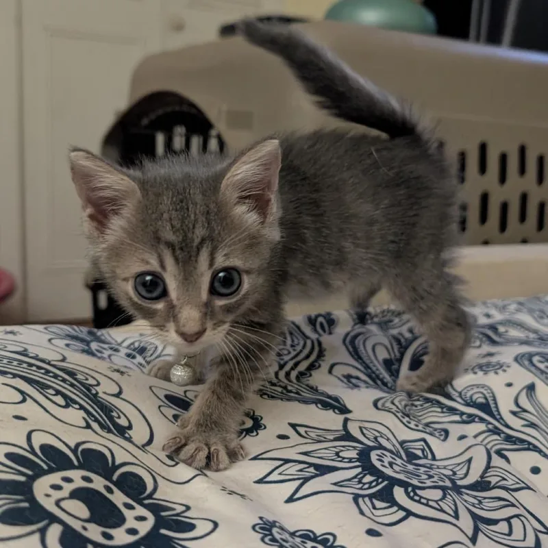 A baby small-sized male Gray / Blue / Silver Domestic Short Hair cat named Nutshell for adoption in North Port, FL