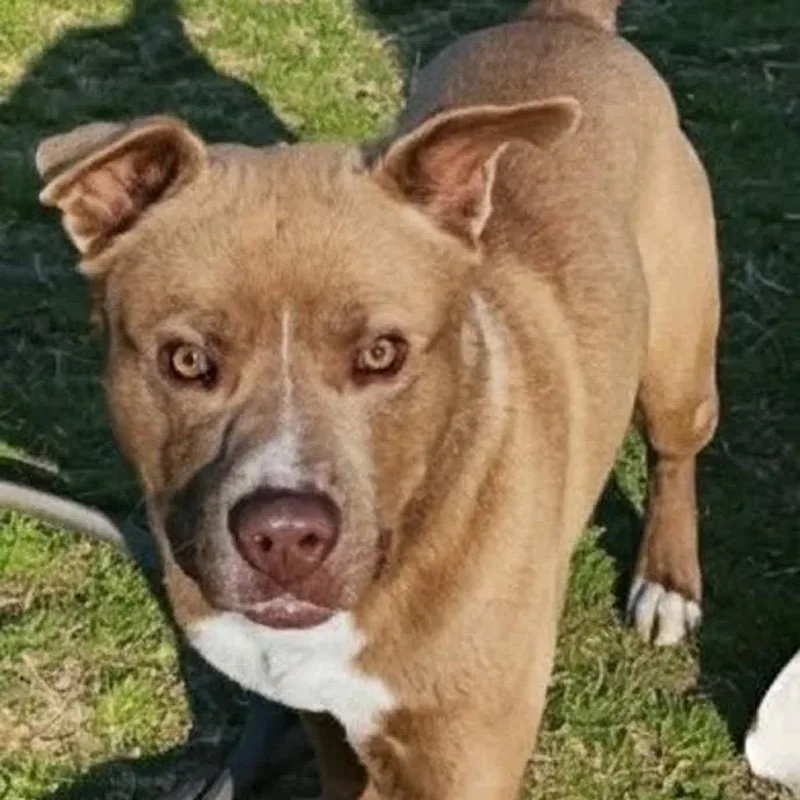 An adult medium-sized male Yellow / Tan / Blond / Fawn Mixed Breed dog named Donny D for adoption in Norfolk, NE