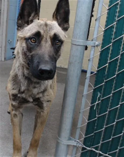 A young medium-sized male Belgian Shepherd / Malinois dog named David for adoption in Downey, CA