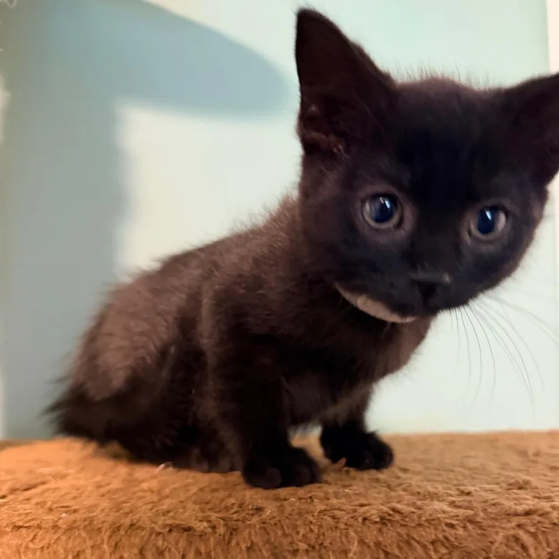 A baby small-sized male Black Domestic Short Hair cat named Ernie for adoption in Tacoma, WA