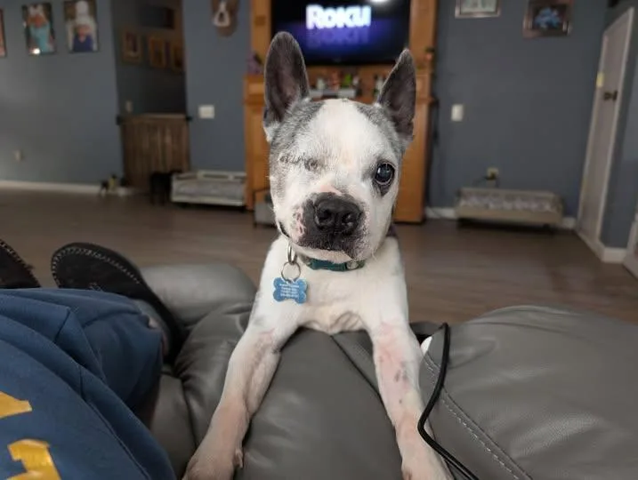 A senior medium-sized male Boston Terrier dog named Speedy for adoption in Huntington Beach, CA