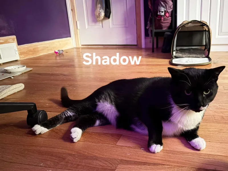 An adult medium-sized male Black & White / Tuxedo Domestic Short Hair cat named Shadow for adoption in Chicopee, MA