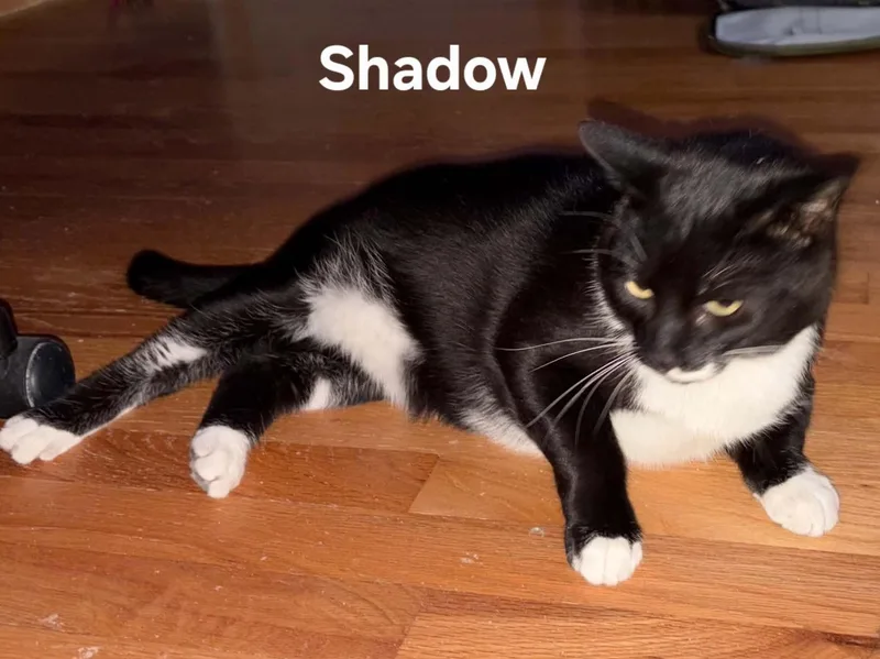 Shadow thumbnail 2