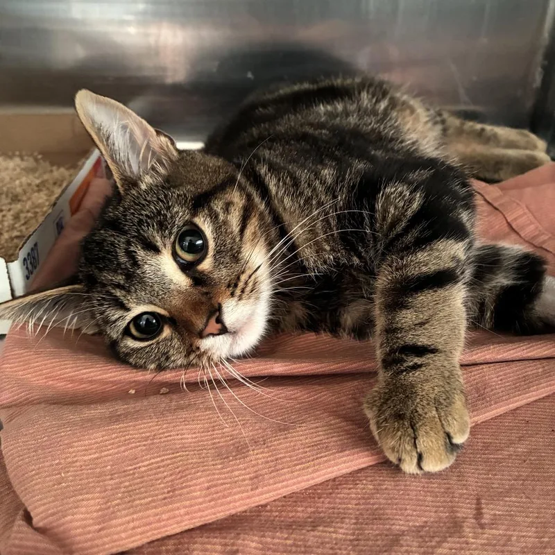 A young medium-sized male Brown / Chocolate Domestic Short Hair cat named Chicle for adoption in Los Angeles, CA
