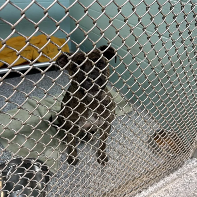 An adult large-sized female Brindle Mixed Breed dog named Juliet for adoption in Port Charlotte, FL