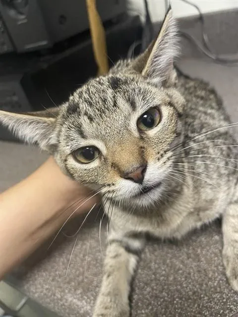 Zelda A