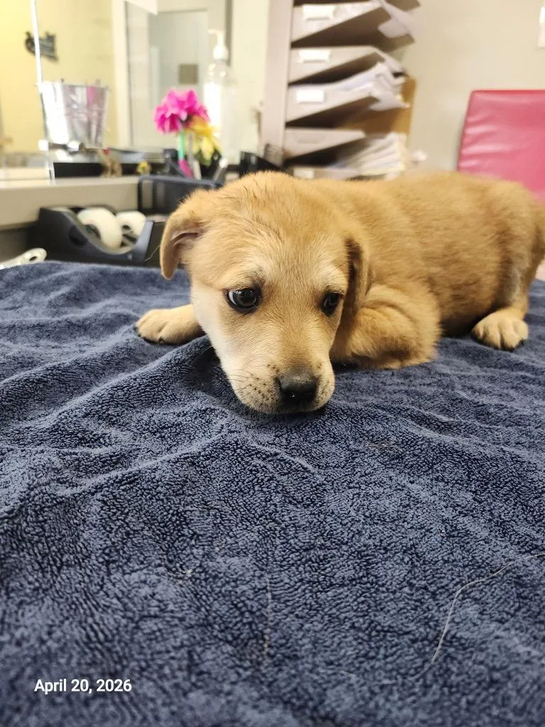 A baby large-sized female Mixed Breed dog named Odyssey for adoption in Sapulpa, OK