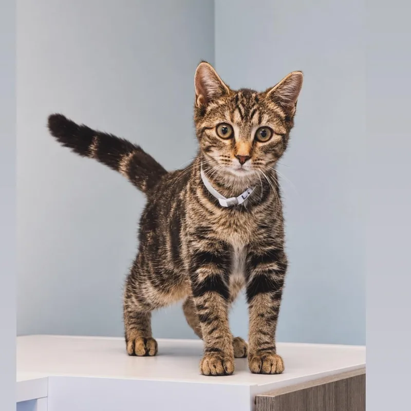 A young medium-sized female Tabby (Brown / Chocolate) Domestic Short Hair cat named Lilac for adoption in Syosset, NY