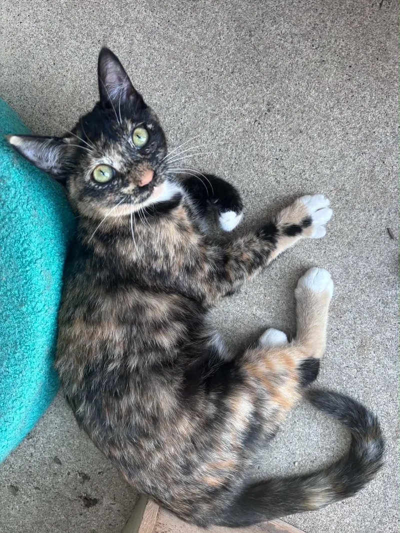 A baby large-sized female Calico cat named Rosie for adoption in Norco, CA