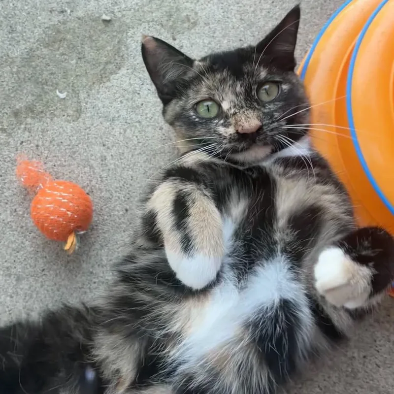 Rosie thumbnail 2