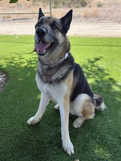 An adult medium-sized male Husky dog named Loki for adoption in Castaic, CA
