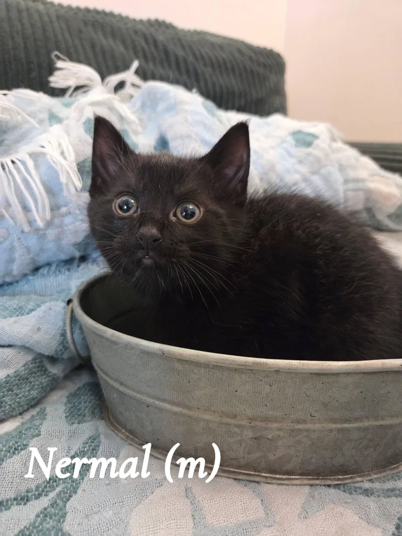 A baby small-sized male Black Domestic Short Hair cat named Nermal for adoption in Clarksville, TN