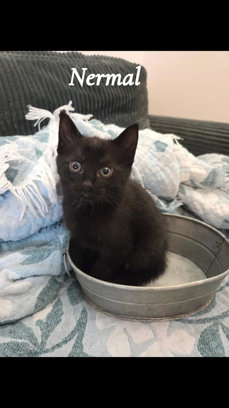 Nermal thumbnail 2