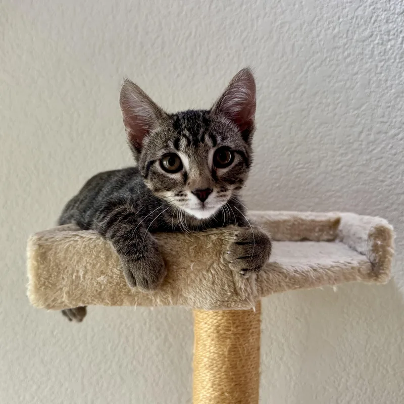 A baby small-sized male Tabby (Brown / Chocolate) Tabby cat named Zip Tie for adoption in Austin, TX