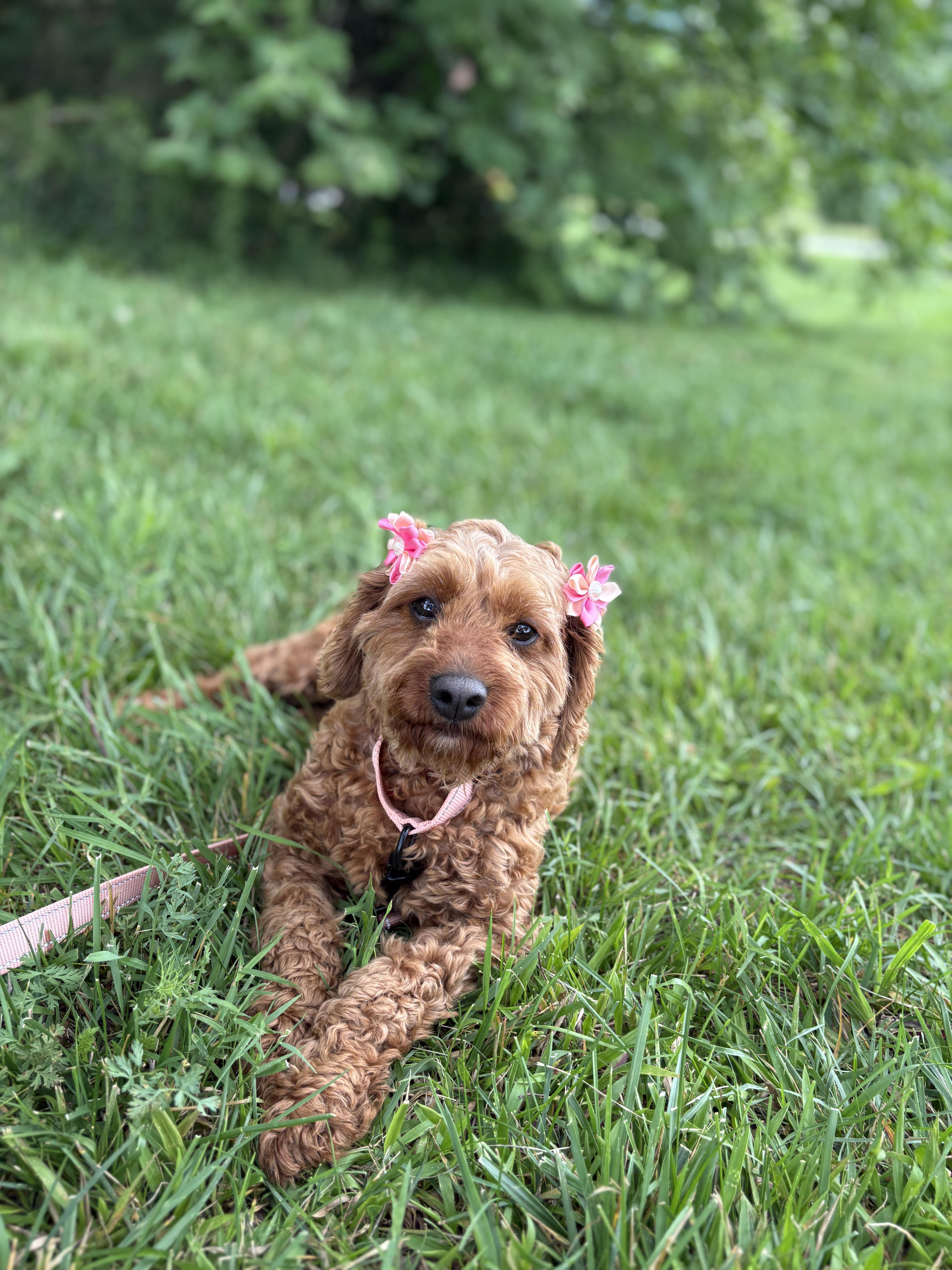 An adult small-sized female Red / Chestnut / Orange Cavapoo dog named Camille Transport for adoption in Gradyville, KY