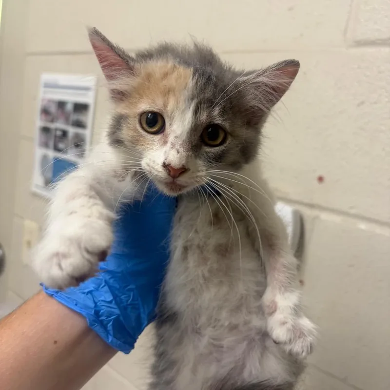 A baby small-sized female Domestic Short Hair cat named Misty for adoption in Milton, FL