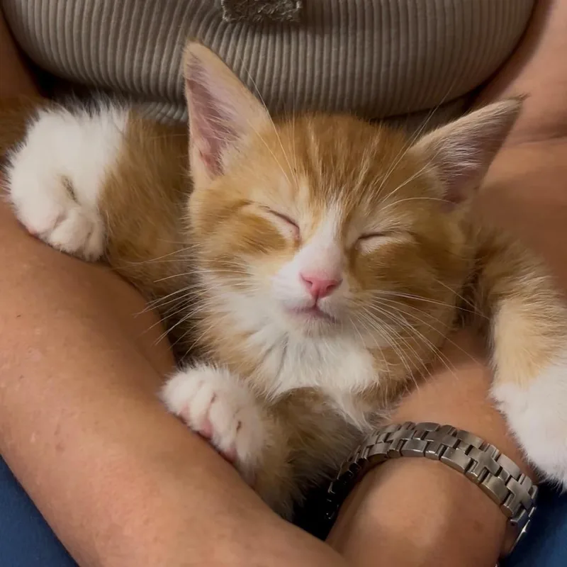 Honey Butter Biscuit