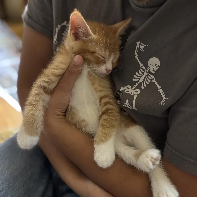 Honey Butter Biscuit thumbnail 2