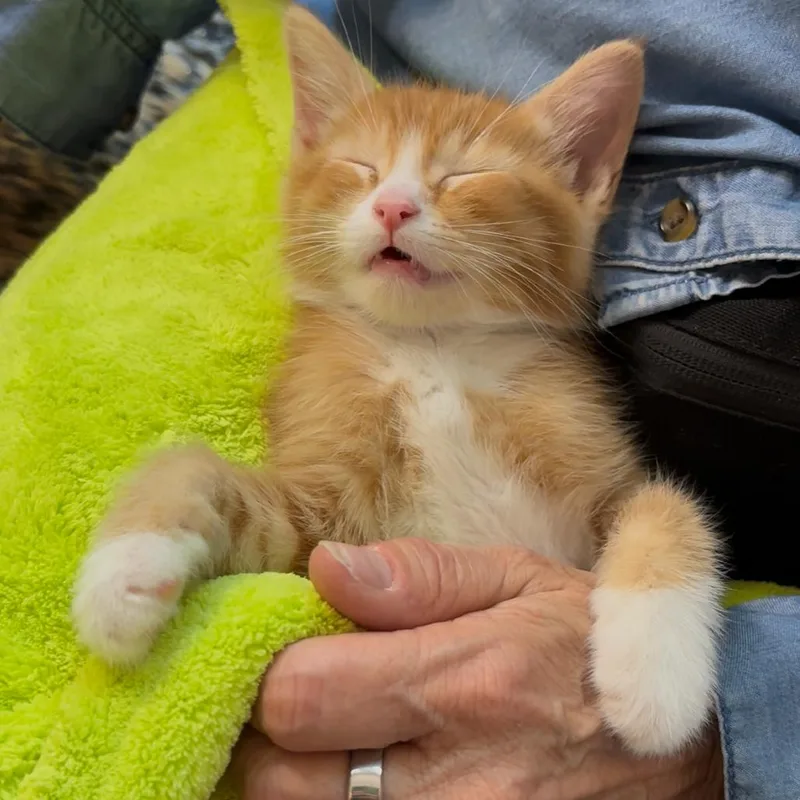 Honey Butter Biscuit thumbnail 3