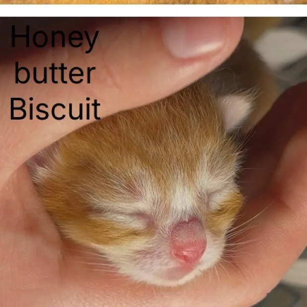 Honey Butter Biscuit thumbnail 4