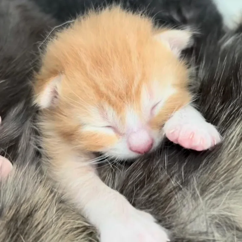 Honey Butter Biscuit thumbnail 5