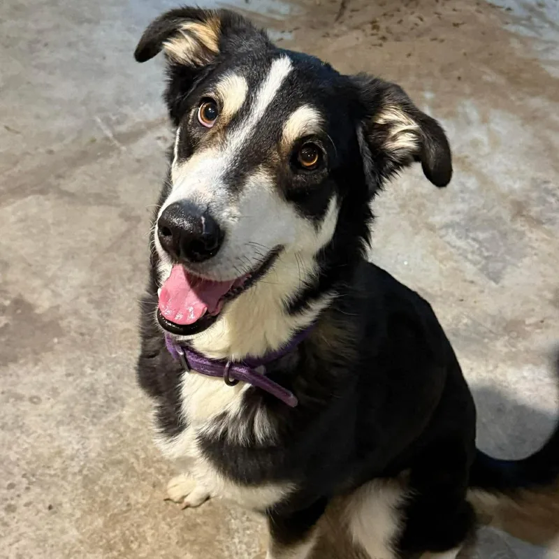 A young medium-sized male Tricolor (Brown, Black, & White) Border Collie dog named Prince for adoption in Brentwood, TN