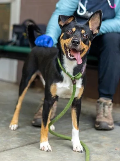 An adult medium-sized male Mixed Breed dog named Cyrus for adoption in Chamblee, GA