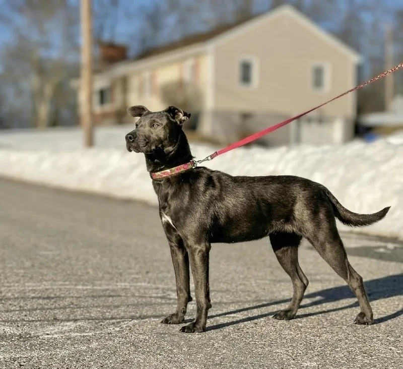 Penelope thumbnail 2