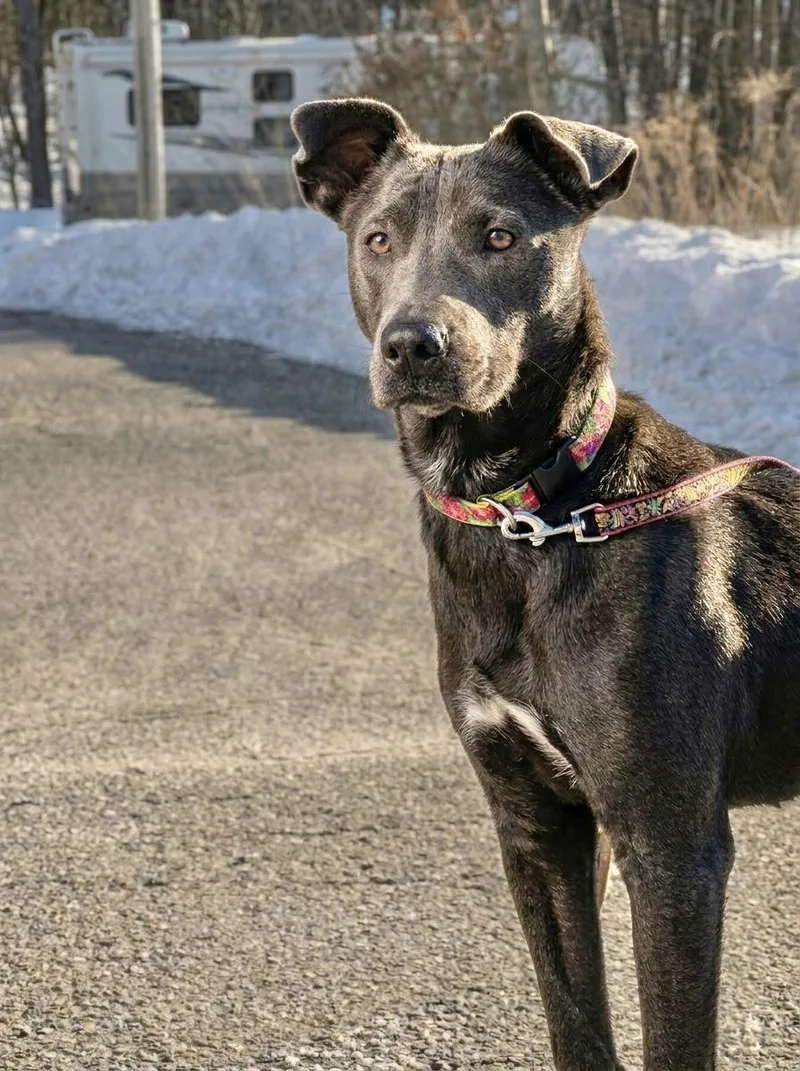 Penelope thumbnail 3