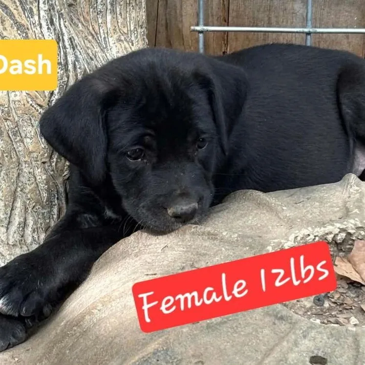 A baby large-sized female Black Labrador Retriever dog named Dash for adoption in LEMONT, IL