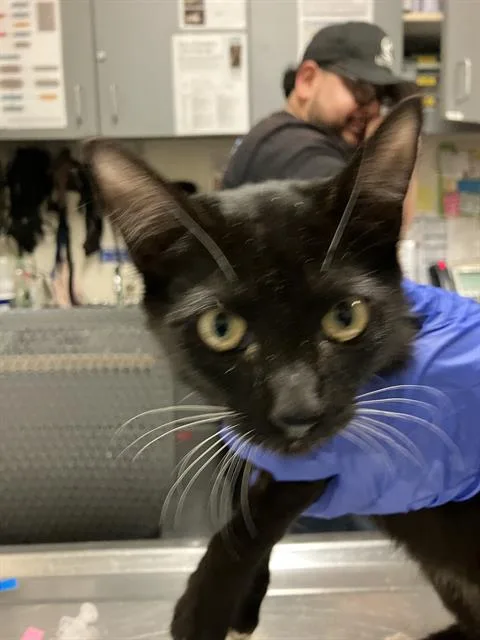 A baby small-sized female Domestic Short Hair cat named Fauna for adoption in Long Beach, CA