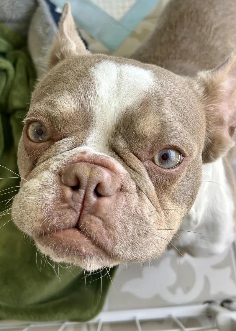A young small-sized female Gray / Blue / Silver French Bulldog dog named Delilah for adoption in Rancho Santa Fe, CA