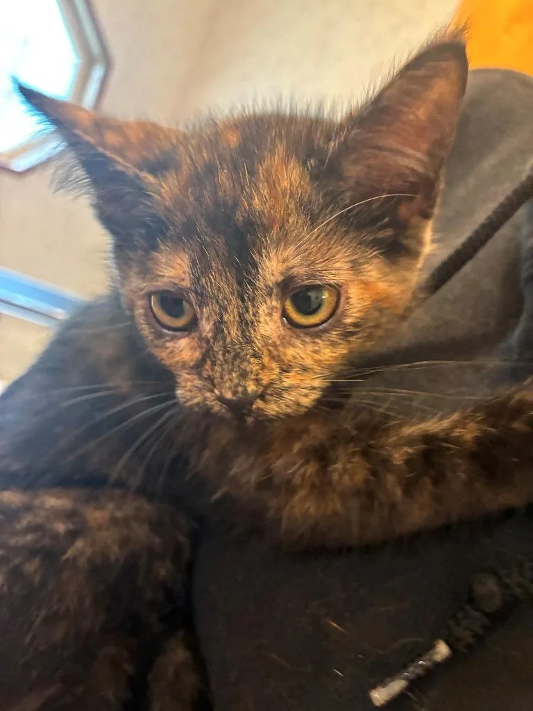 A baby small-sized female Domestic Short Hair cat named Chai for adoption in Thompson Falls, MT