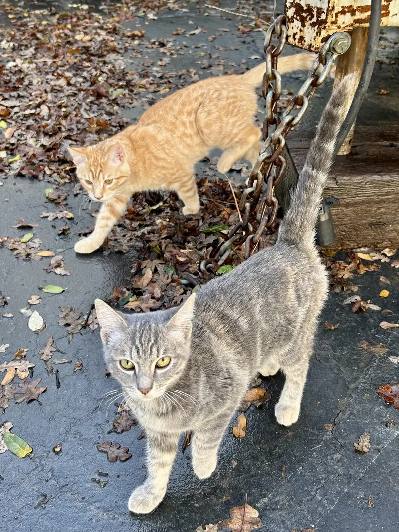 An adult medium-sized female Domestic Short Hair cat named Lily for adoption in Sonora, CA