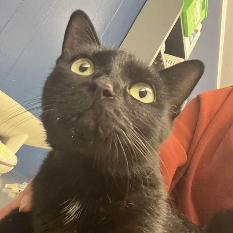 An adult medium-sized female Black Domestic Short Hair cat named Baroness for adoption in Oak Hill, WV