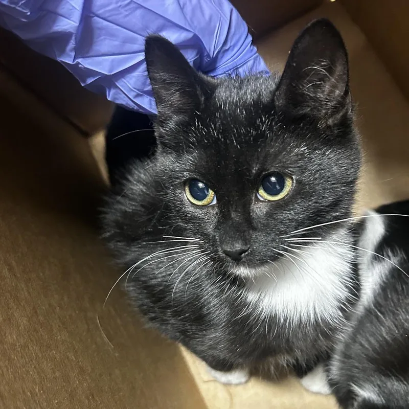 A baby small-sized female Black Domestic Short Hair cat named Zoomy for adoption in Newark, NJ