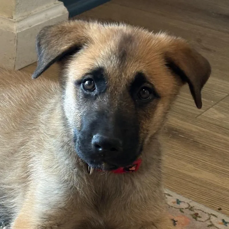 A baby large-sized female Brown / Chocolate German Shepherd Dog dog named Emma Tf for adoption in Austin, TX