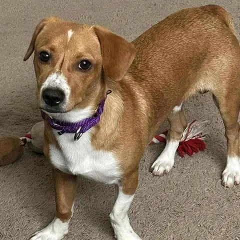 An adult medium-sized male Yellow / Tan / Blond / Fawn Beagle dog named Brooks D for adoption in Princeton, MN