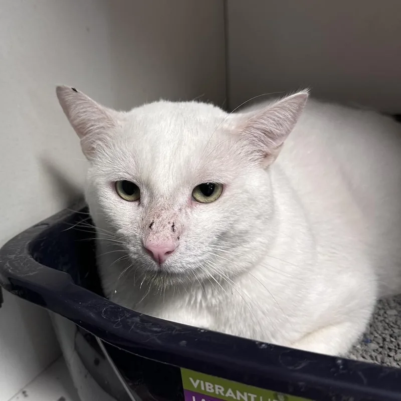 An adult small-sized male White Domestic Short Hair cat named Azucar for adoption in Troy, IL