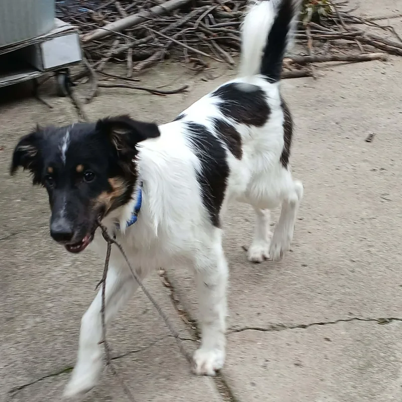 A baby medium-sized male Tricolor (Brown, Black, & White) Rough Collie dog named Koda for adoption in Brockport, NY