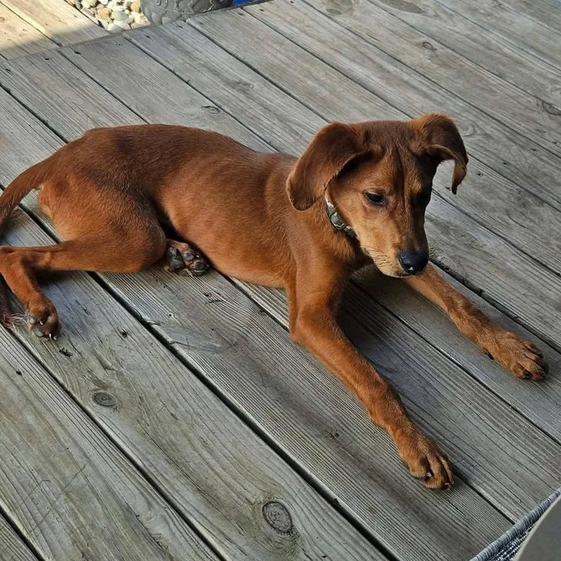 A young large-sized male Redbone Coonhound dog named Duke for adoption in Harrodsburg, KY