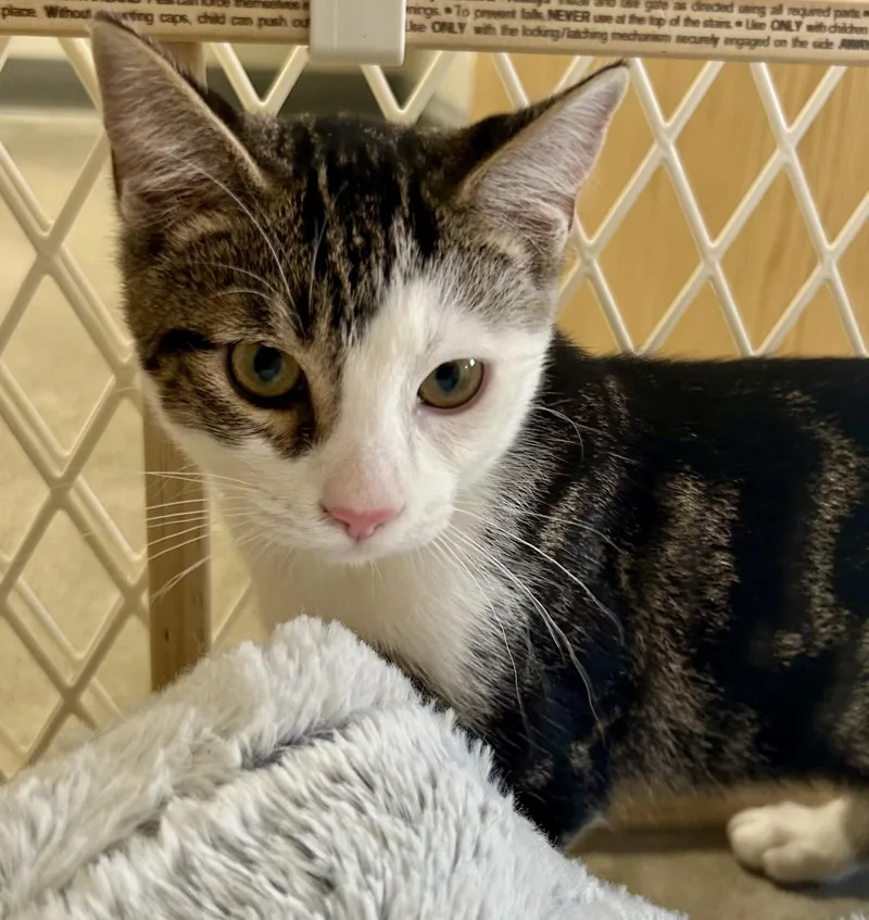 A young medium-sized male White Domestic Medium Hair cat named Juno for adoption in Sandusky, MI