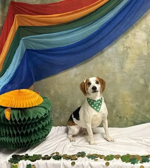 An adult medium-sized female Tricolor (Brown, Black, & White) Beagle dog named Dolley for adoption in Knoxville, TN