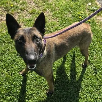 A young large-sized female Yellow / Tan / Blond / Fawn Belgian Shepherd / Malinois dog named Mallie for adoption in Phoenixville, PA