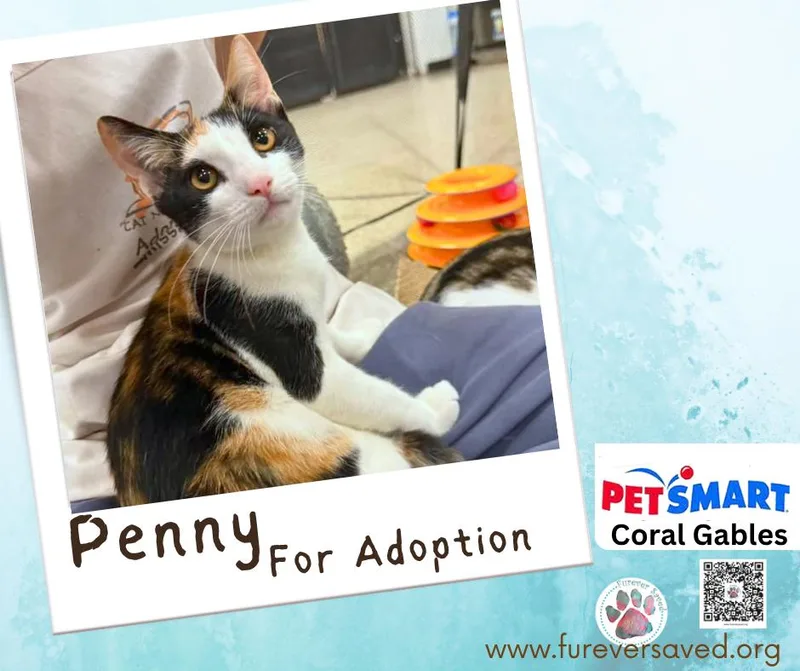 A baby small-sized female Calico Domestic Short Hair cat named Penny for adoption in Miami, FL