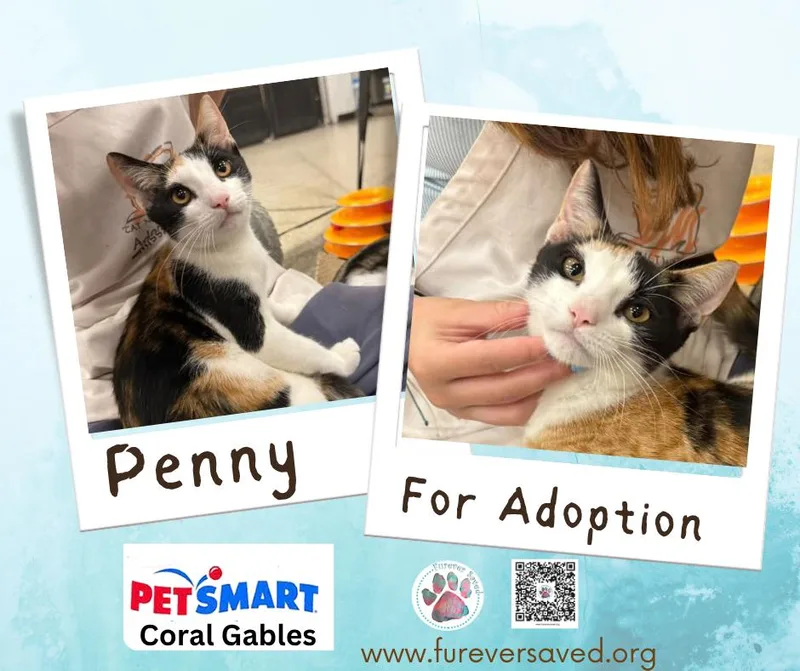 Penny thumbnail 2