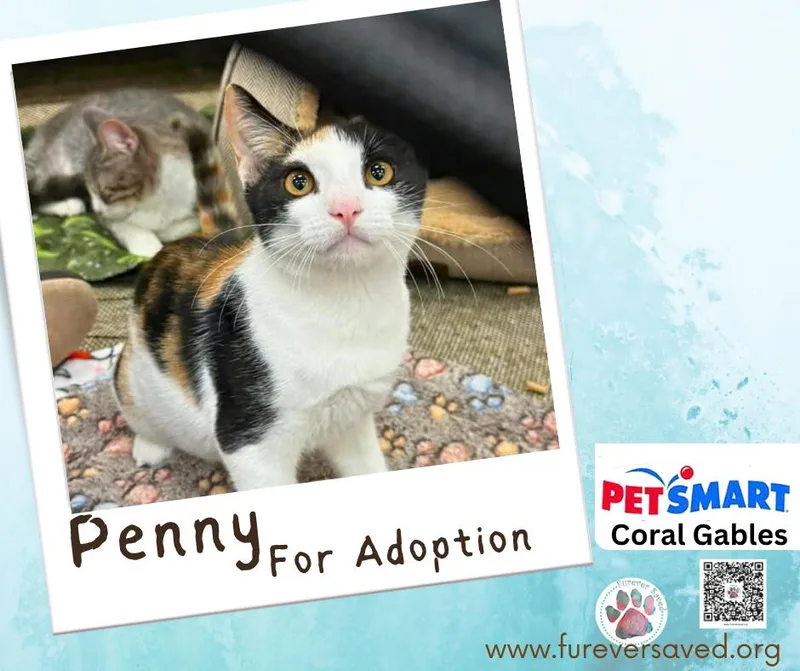 Penny thumbnail 3