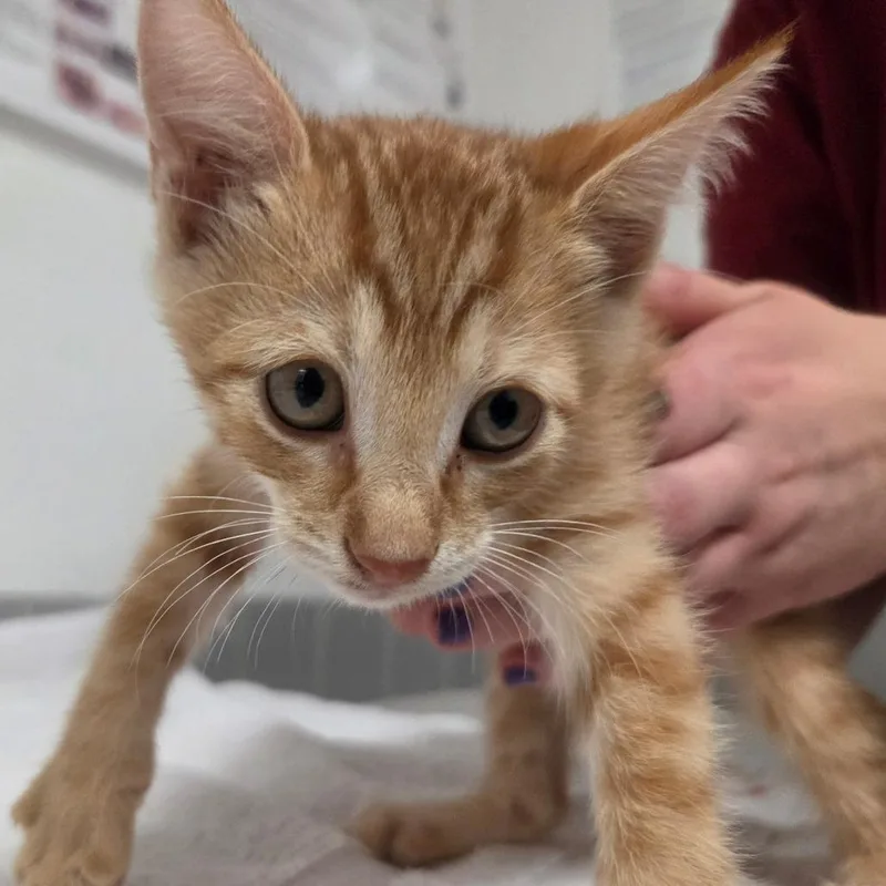 A baby small-sized male Orange / Red Domestic Short Hair cat named Practical Magic for adoption in Austin, TX