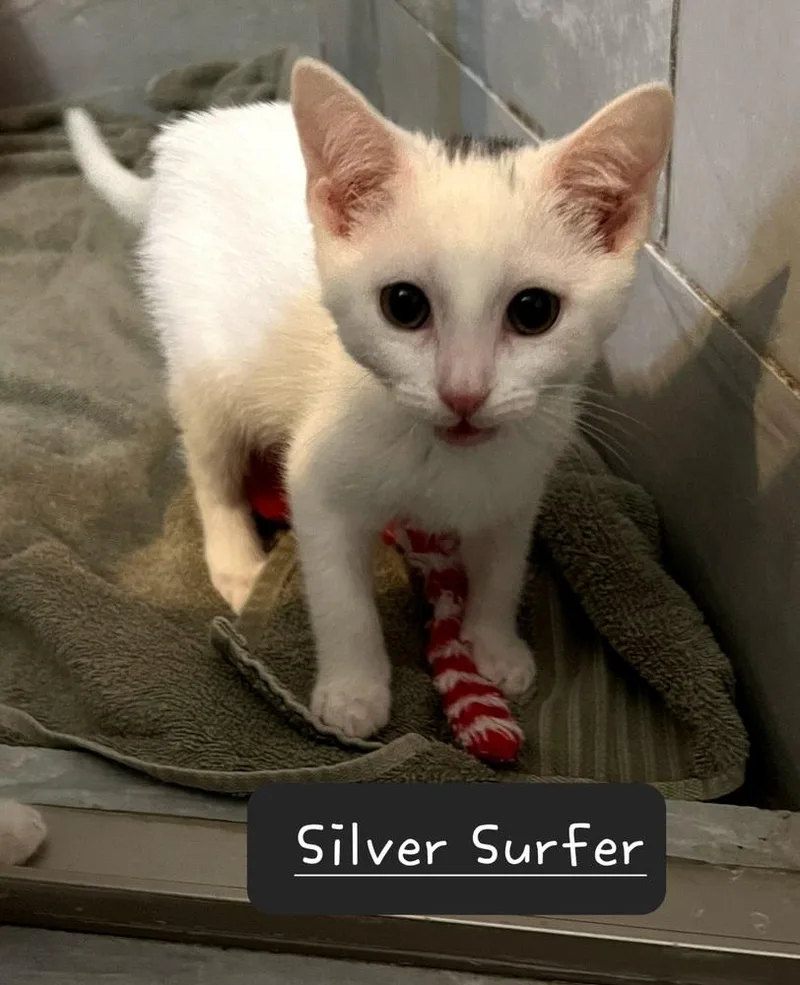A baby small-sized female Gray & White Domestic Short Hair cat named Silver Surfer for adoption in Dallas, TX
